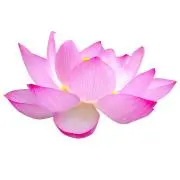 rengedou.fortuneの画像