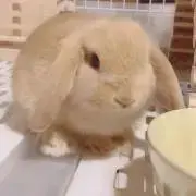 日本の古切手 国民体育大会 第74回茨城県大会 10枚 - メルカリ