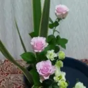 つきこ