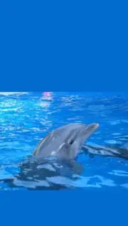 雛の画像