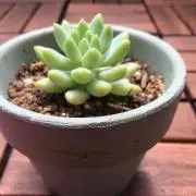 でびの画像