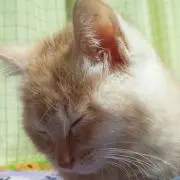 きんたくん