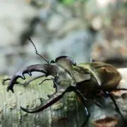 uzaksの画像