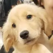 ドラえもんの画像