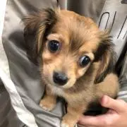 こゆき