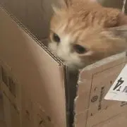 ポロパンの画像