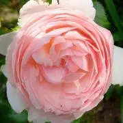 shijingai16