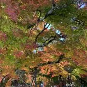 アキの画像