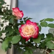 はるたまーる