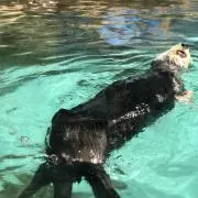 OOO