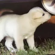 ちーちゃんの画像