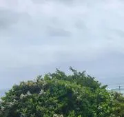 ぽぽの画像