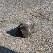 抹茶