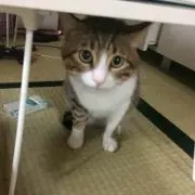 即発送します。
