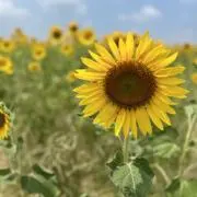 Rの画像