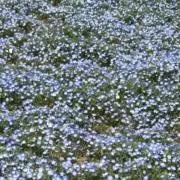 ヤンアントの画像