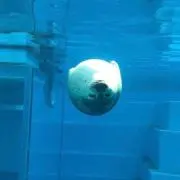にんまつの画像