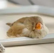 Sachiの画像