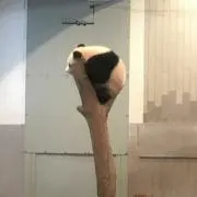 muhaの画像