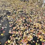 はな