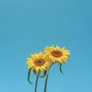HINAの画像
