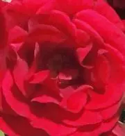 Lee