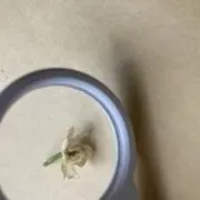 maiiの画像