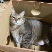 【S 】※ご購入後コメント希望の画像