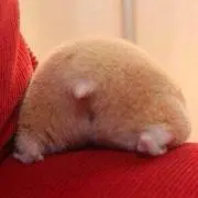 ぽーるの画像