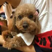 のぶ