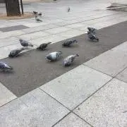 えいすけの画像