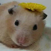 しゅうの画像