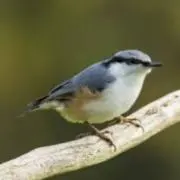 ５０カラの画像