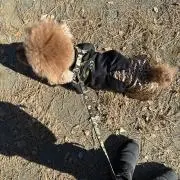 モコちんの画像