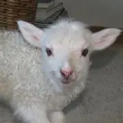 ゆずの画像