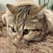 たかしの画像