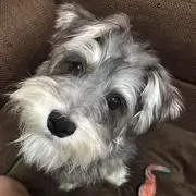 マコの画像