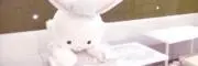 さくら