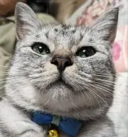 いちごの画像