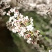 すずの画像