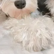 ツン