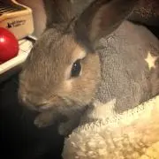 りりん