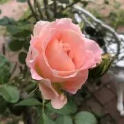 ♡春の書彩♡の画像