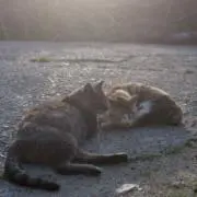ねここねるの画像