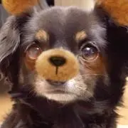 ちいこ