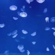 海月の画像