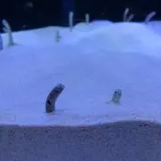 こえだの画像