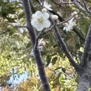 えむむの画像