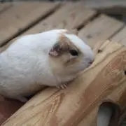 きのこの画像