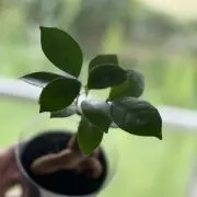 やすの画像
